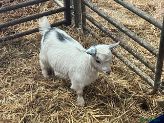 Goats livestock Pygmy goat kids - Advert 1