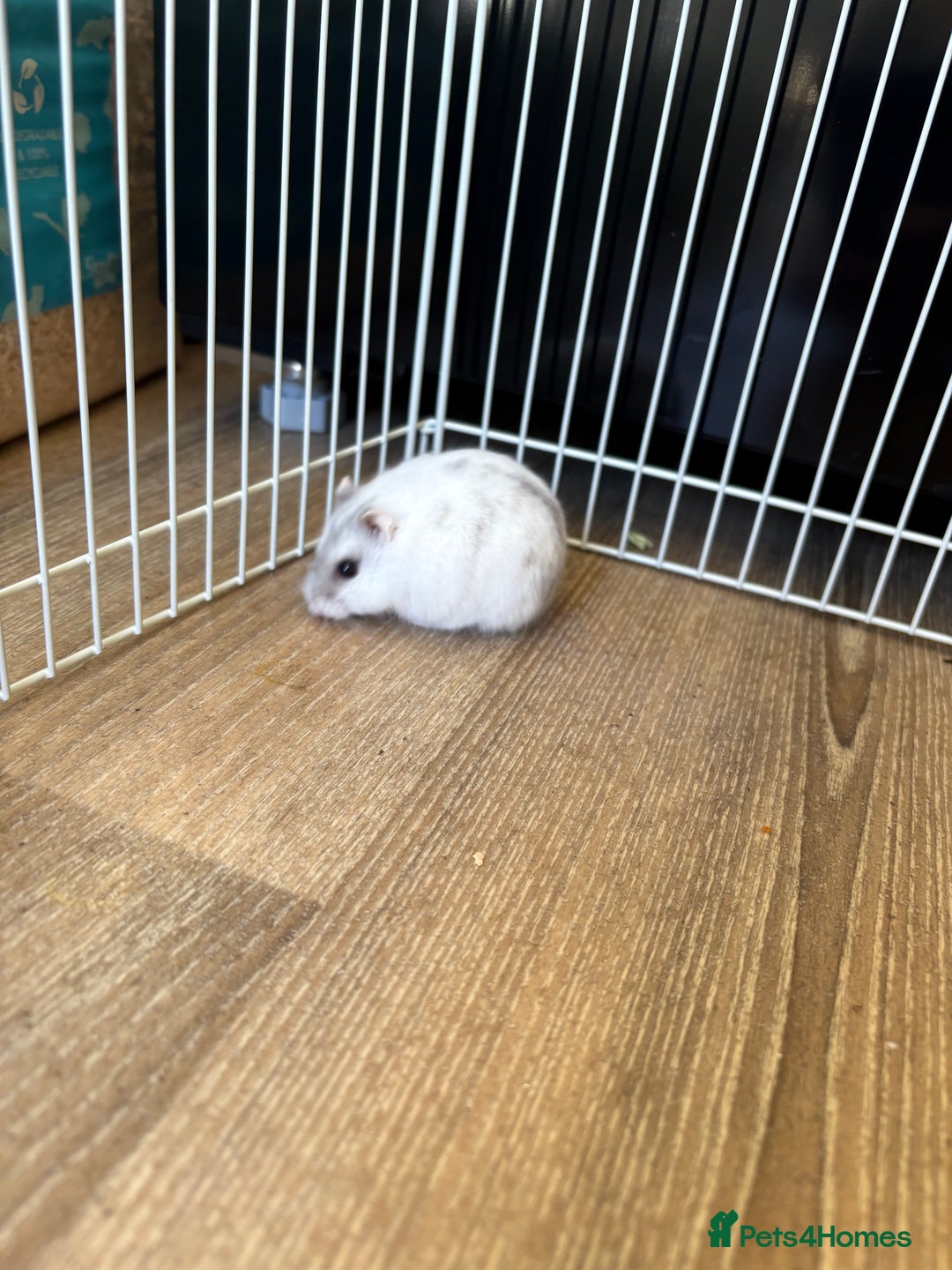 Hamster rodents for sale: Hamster Bean - Advert 2