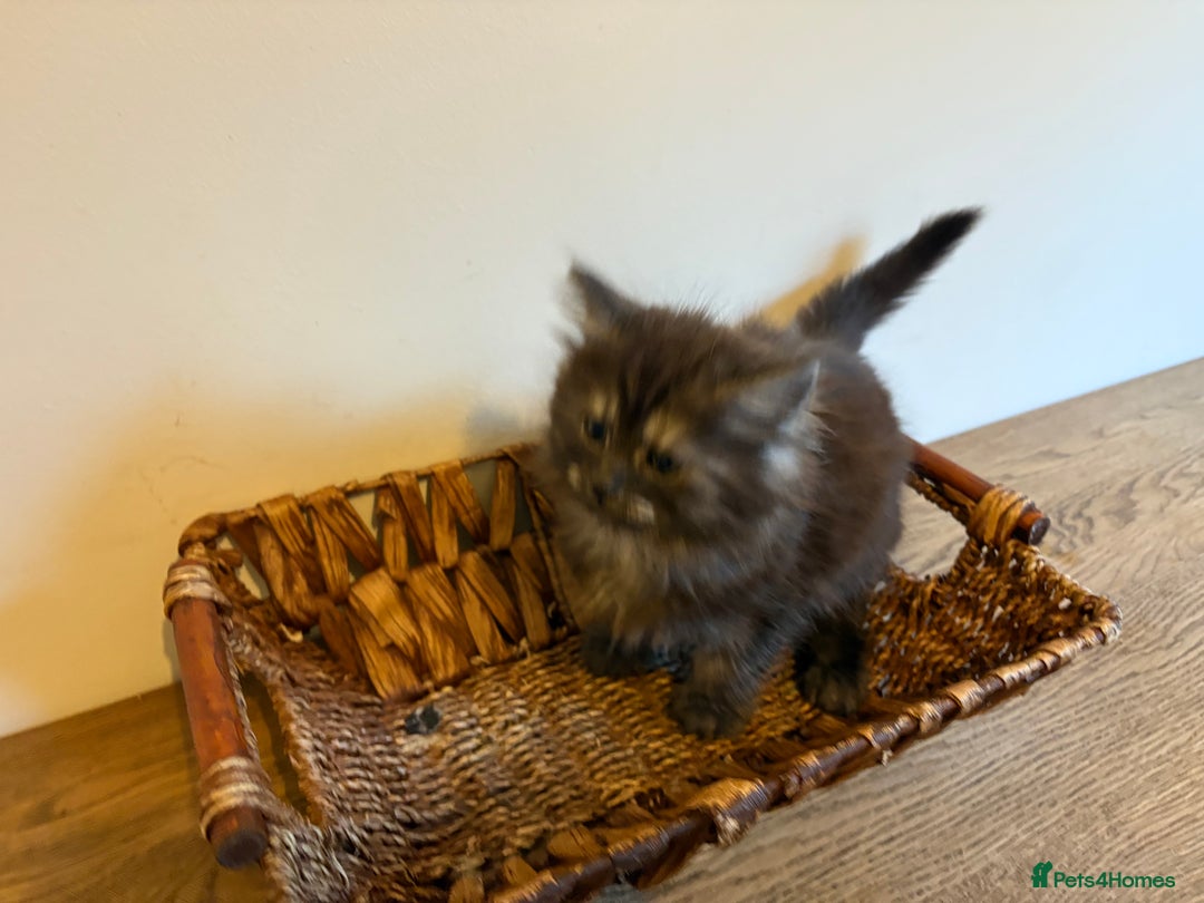 Maine Coon cats for sale: 🐾 Russian Maine Coon Kittens – TICA Registered 🐾 - Image 8