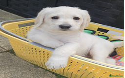 Labradoodle dogs for sale:  Unique,Exceptionally Bred F1 Labradoodles 🐾19/05 in Bristol - Image 1