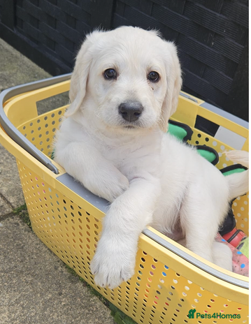 Labradoodle dogs in Bristol - Advert 3