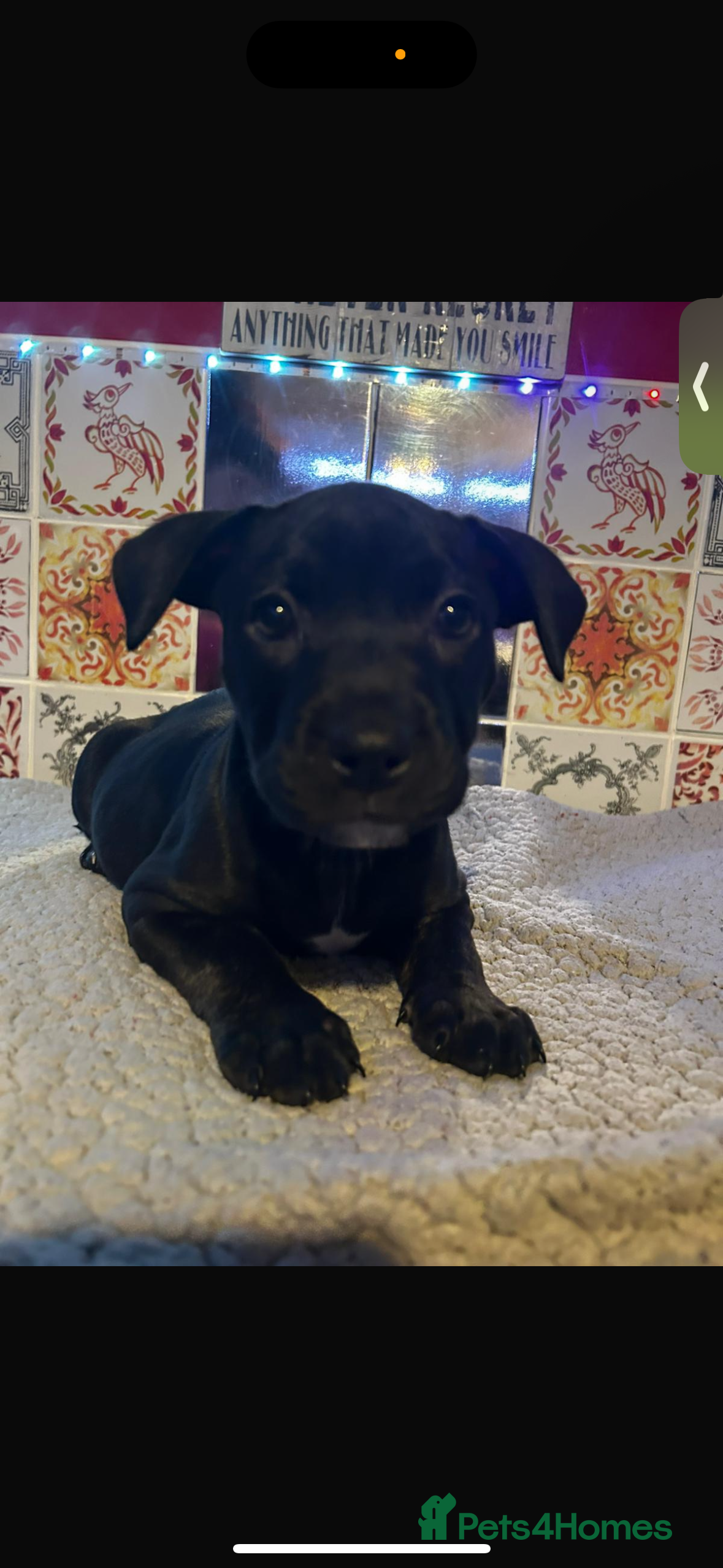 Staffordshire Bull Terrier dogs READY TO LEAVE!! beautiful staffie puppies.  - Advert 3