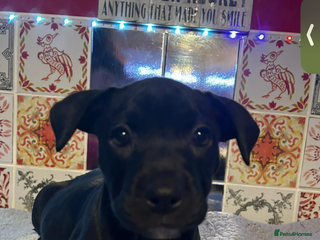 Staffordshire Bull Terrier dogs READY TO LEAVE!! beautiful staffie puppies. - Advert 4