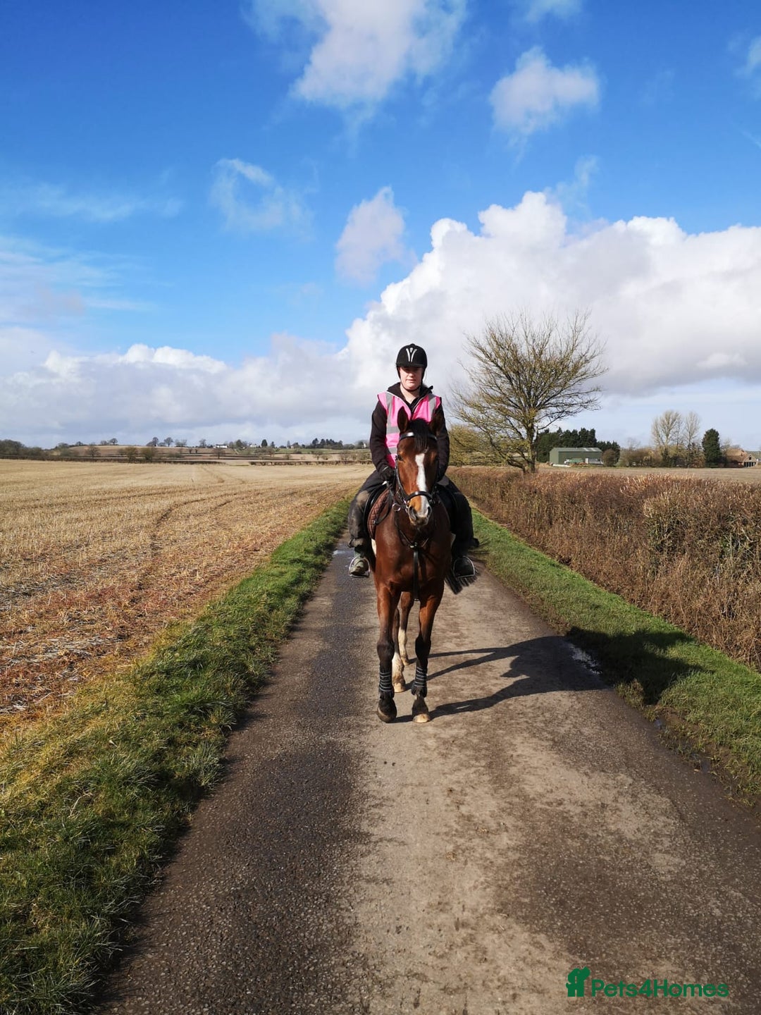 Other Breed horses for sale: 15.1 Welsh x thoroughbred  - Image 14