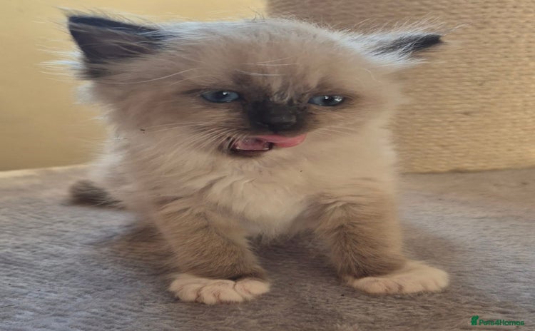 Ragdoll cats Beautiful RAGDOLL kittens - - Advert 13