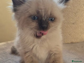 Ragdoll cats Beautiful RAGDOLL kittens - - Advert 1