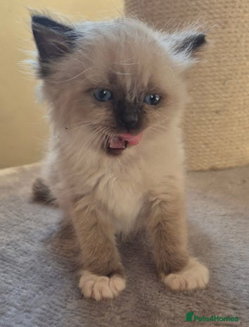 Ragdoll cats Beautiful RAGDOLL kittens - - Advert 14