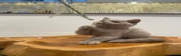 British Shorthair cats for sale: CHAMPION GCCF REG KITTENS READY TO LEAVE NOW  - Advert 11