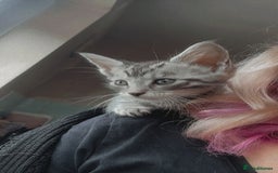 Maine Coon cats for sale: Maine coon cross - Image 1
