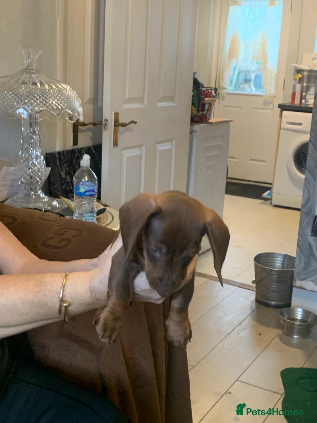 Dachshund dogs for sale: Dachshund puppies  - Advert 10