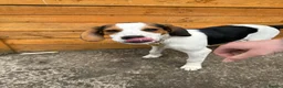 Beagle dogs for sale: Beagle Puppy Looking for Loving Home in Livingston - Advert 7