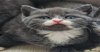 Russian Blue cats - Advert 1
