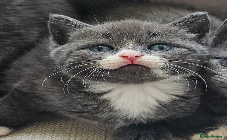 Russian Blue cats - Advert 2