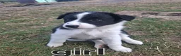 Border Collie dogs for sale: 4 Border collie pups for sale  - Advert 5