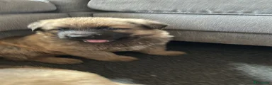 Shepsky 1