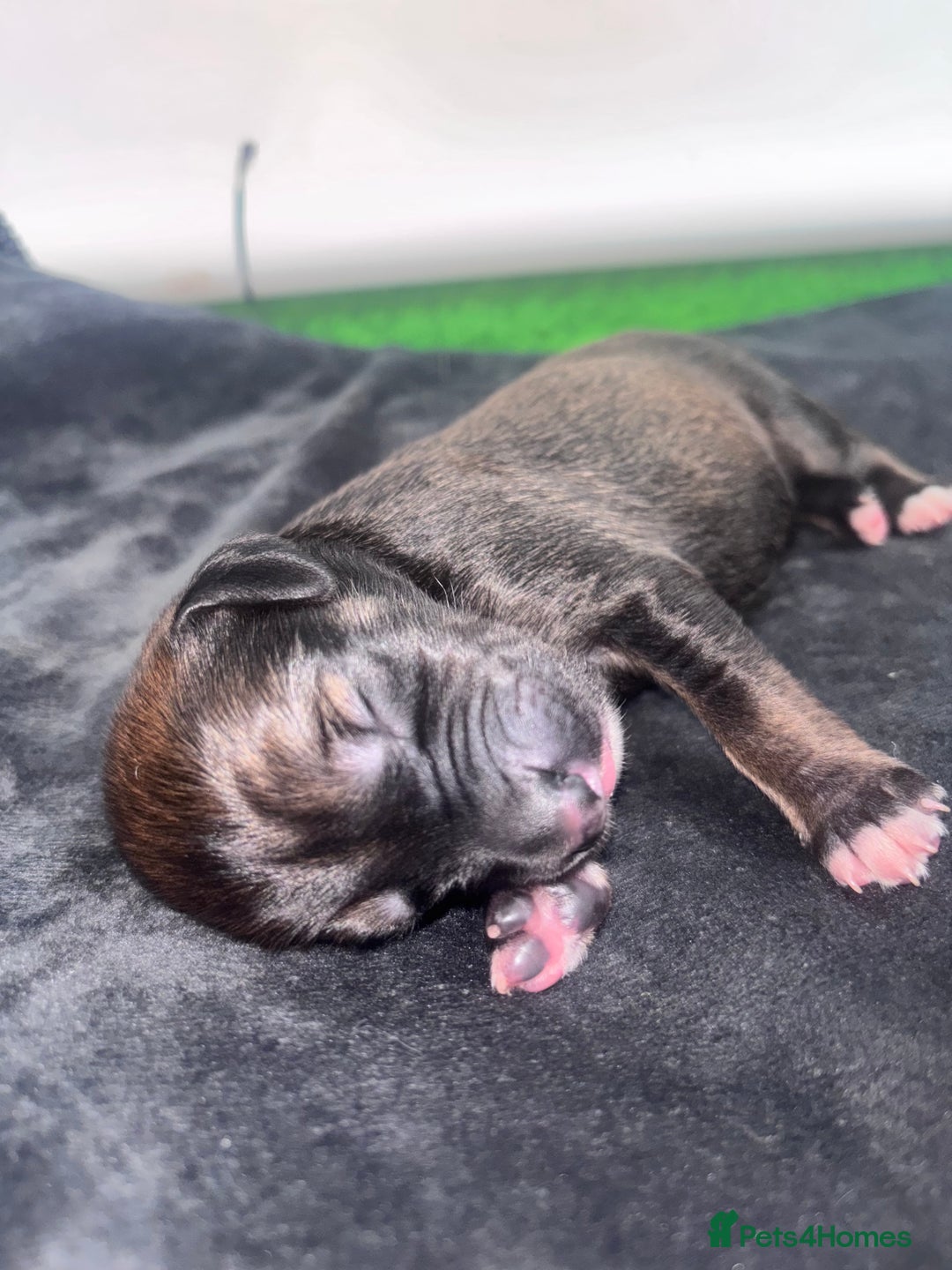 Mixed Breed dogs for sale: Saluki Bull Grey Puppies  - Image 13