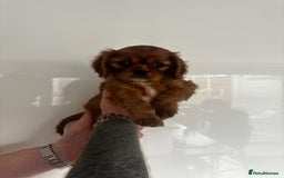 Cavalier King Charles Spaniel dogs for sale: 5 beautiful cavalier King Charles spaniel puppies - Image 23