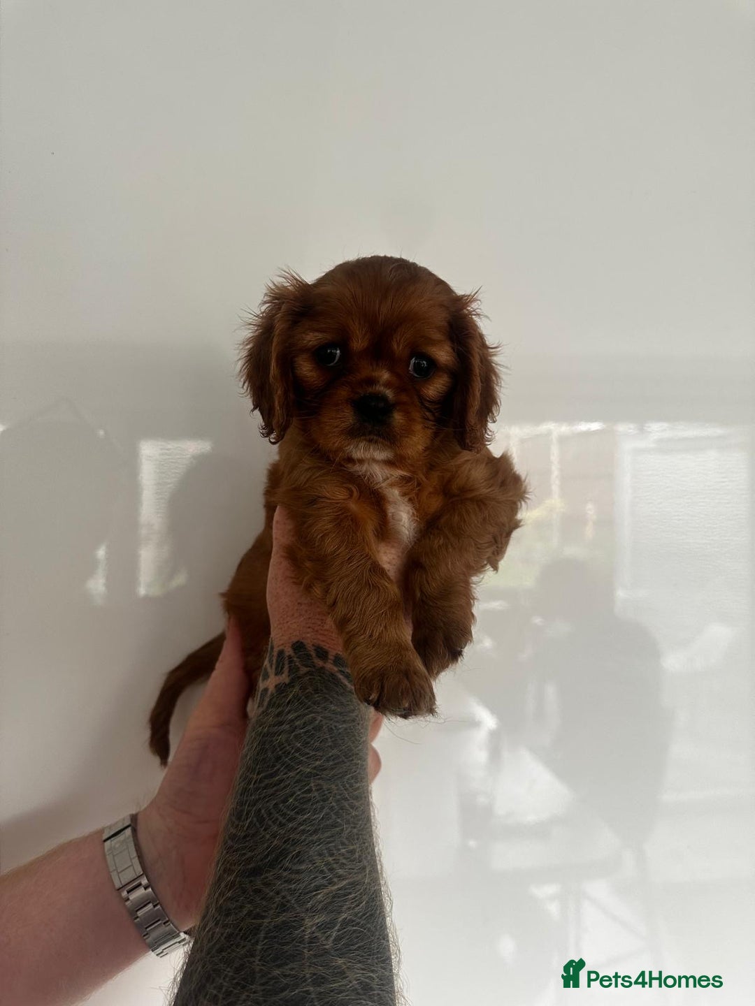 Cavalier King Charles Spaniel dogs for sale: 5 beautiful cavalier King Charles spaniel puppies - Image 23