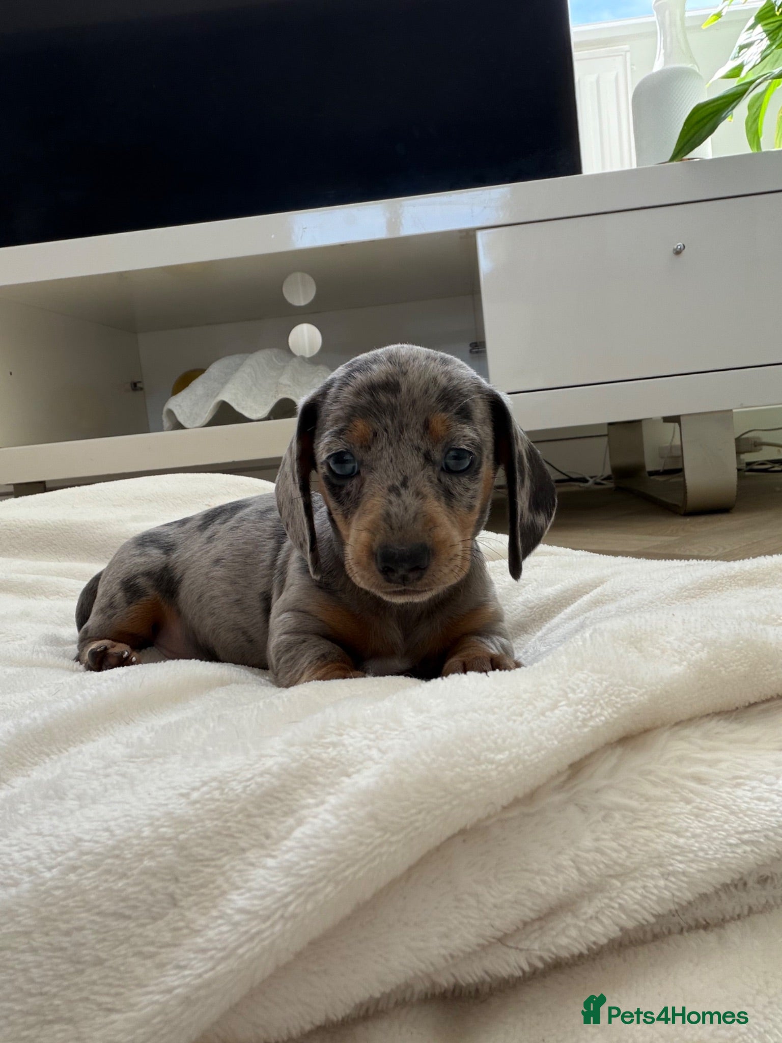 Dachshund dogs Standard Dachshund Puppies - Advert 13