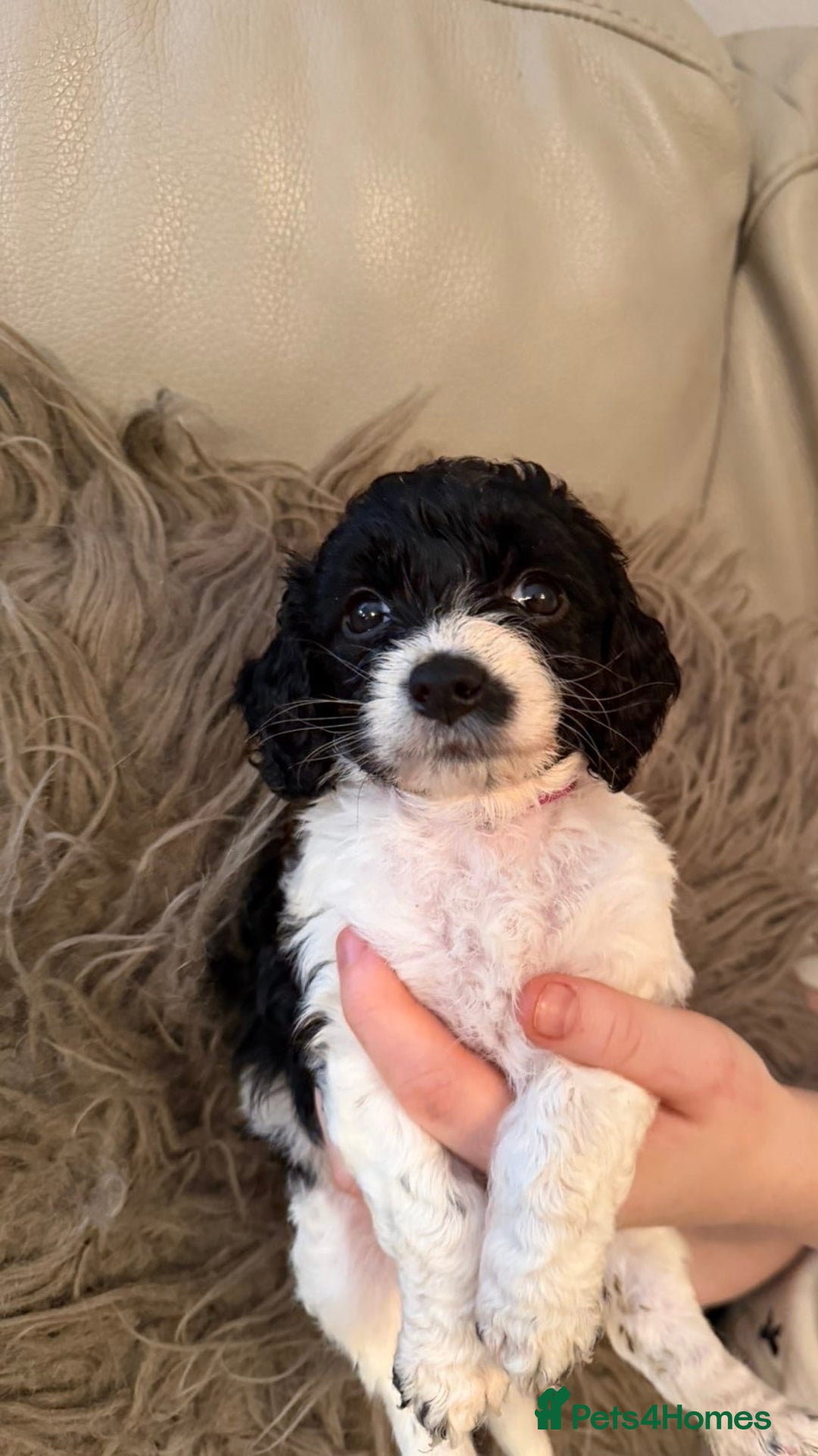 Mixed Breed dogs for sale: Cockerpoo puppies  - Image 1