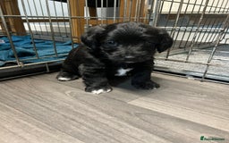 Jackapoo dogs for sale: Adorable Jackapoo puppies for sale !!!! - Image 13