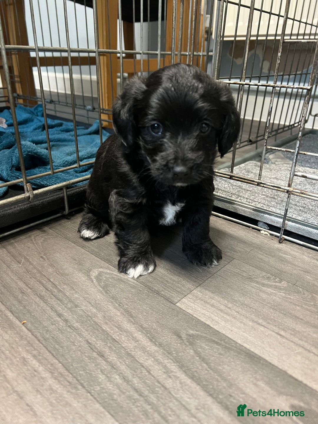 Jackapoo dogs for sale: Adorable Jackapoo puppies for sale !!!! - Image 13