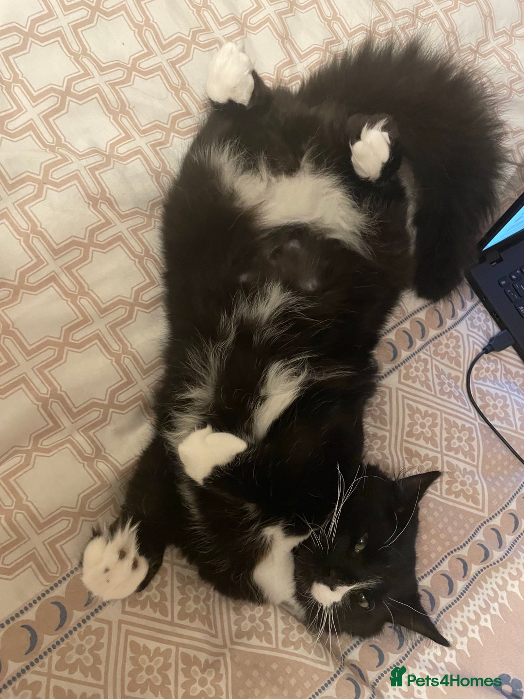 Mixed Breed cats for sale: mixed breed cats for sale with all equipments - Advert 4