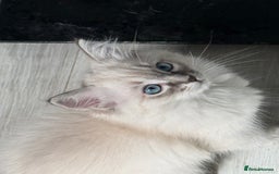 Ragdoll cats for sale: GCFF and FIFE Ragdoll.Champions line!Available now - Image 18