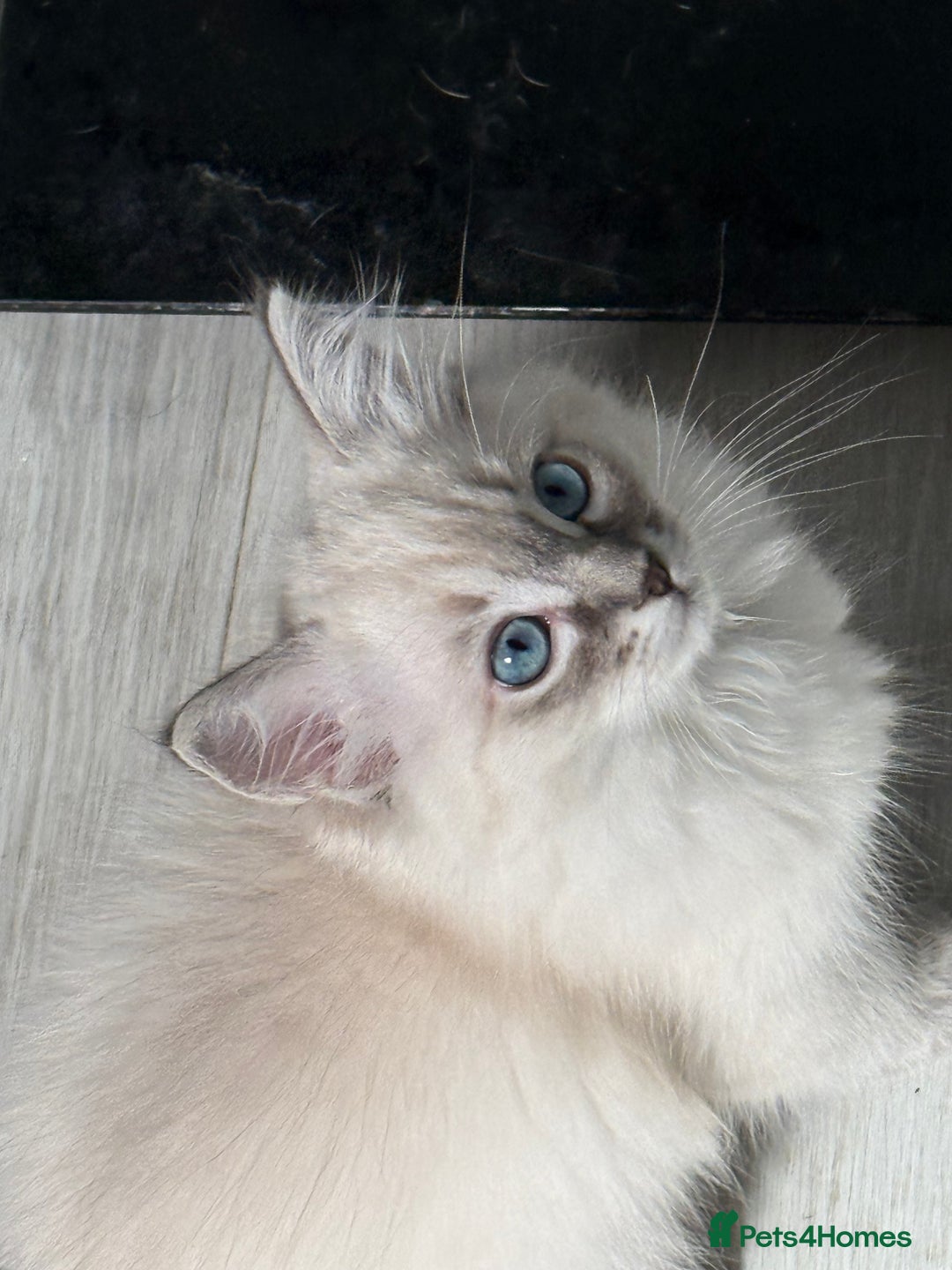 Ragdoll cats for sale: GCFF and FIFE Ragdoll.Champions line!Available now - Image 18