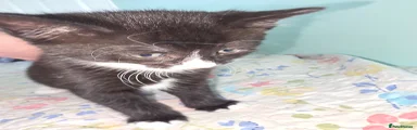 Mixed Breed Kitten 3
