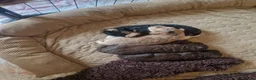 Cockapoo dogs for sale: Beautiful Cockapoo's x 3 - Advert 4
