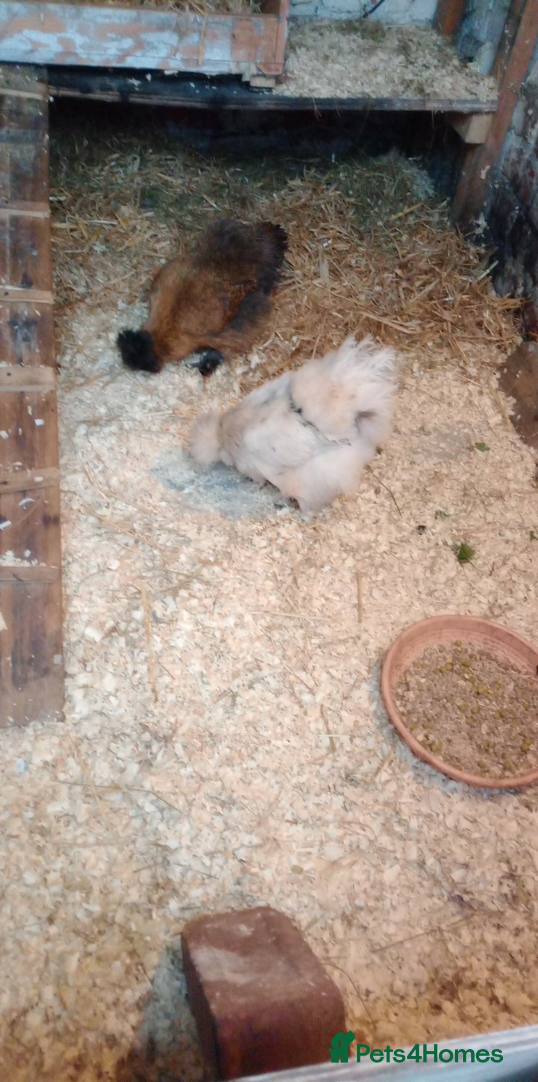 Chickens poultry for sale: Pure breed Silkie hens - Advert 2