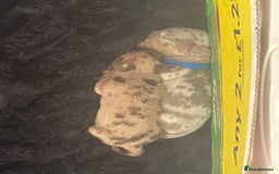 Miniature Dachshund dogs for sale: Miniature Dachshunds  - Image 6