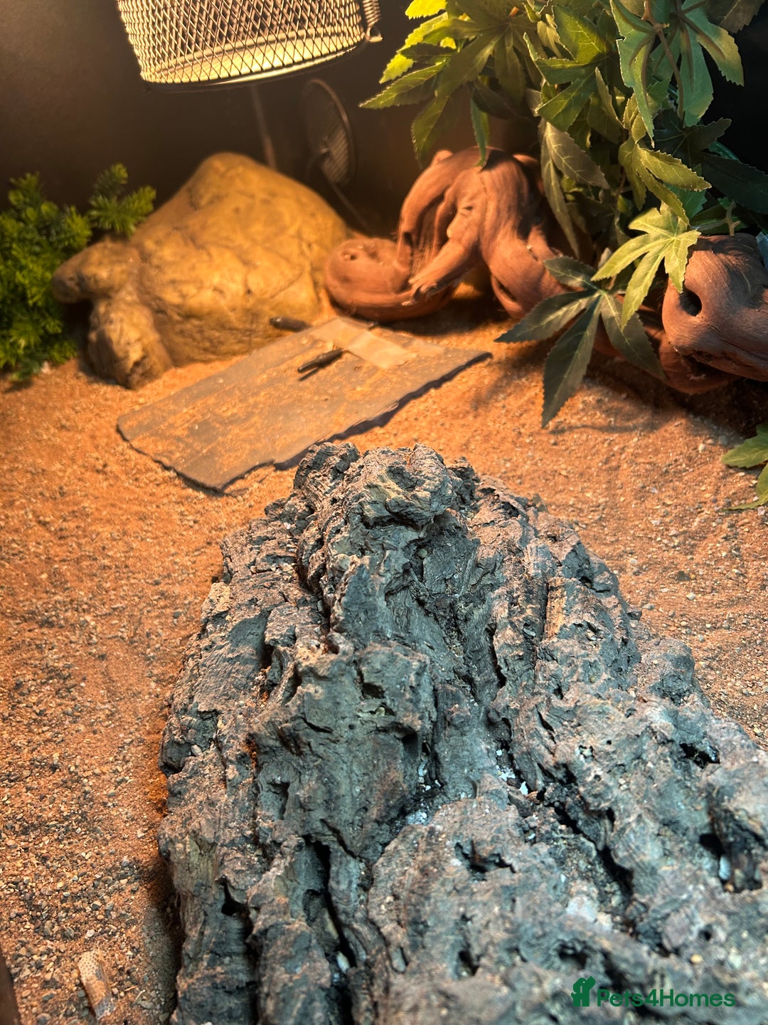 Bearded Dragon reptiles for sale: Bearded dragon  - Image 3