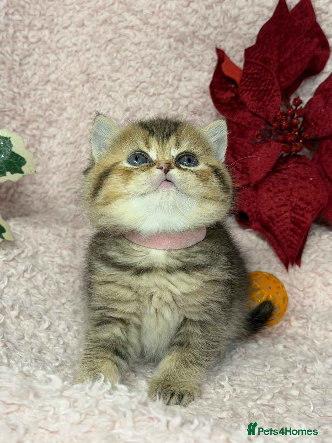 British Shorthair cats for sale: ⭐️Stunning BSH kittens GCCF registered ⭐️ - Advert 14