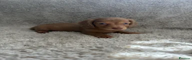 Miniature Dachshund 2