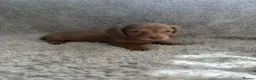 Miniature Dachshund dogs for sale: Long haired miniature dachshund puppies - Advert 3