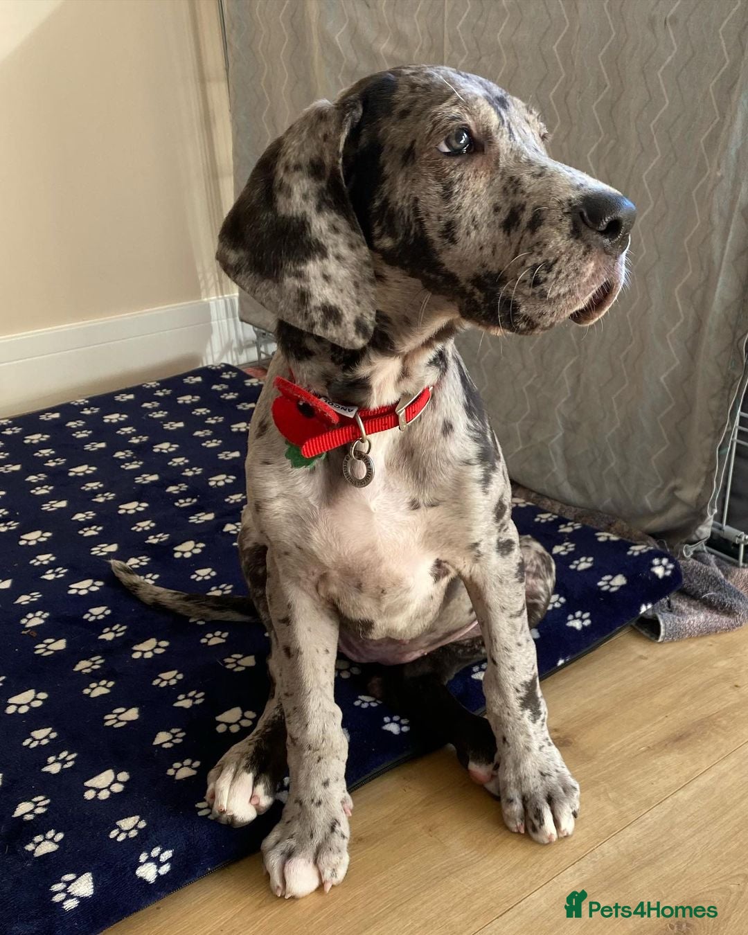 Great Dane dogs for sale: Great Dane Puppy For Rehoming - Image 2