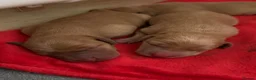 Labrador Retriever dogs for sale: Harleigh & FTCH Jarailstar Hogen of Stauntonvale - Advert 13