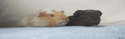 Guinea Pig rodents for sale: Baby guinea pigs Cornet and smooth ready now - Advert 6