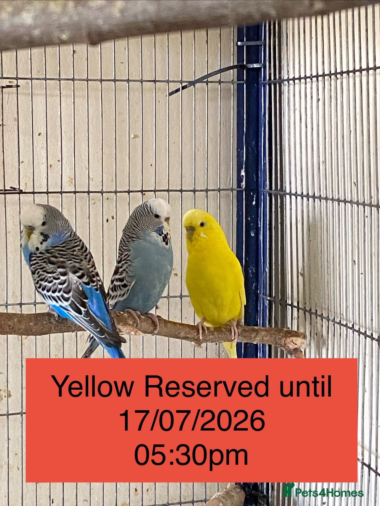 Budgerigars birds 4 Budgies for sale  - Advert 10