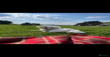 Bichon Frise dogs - Advert 8