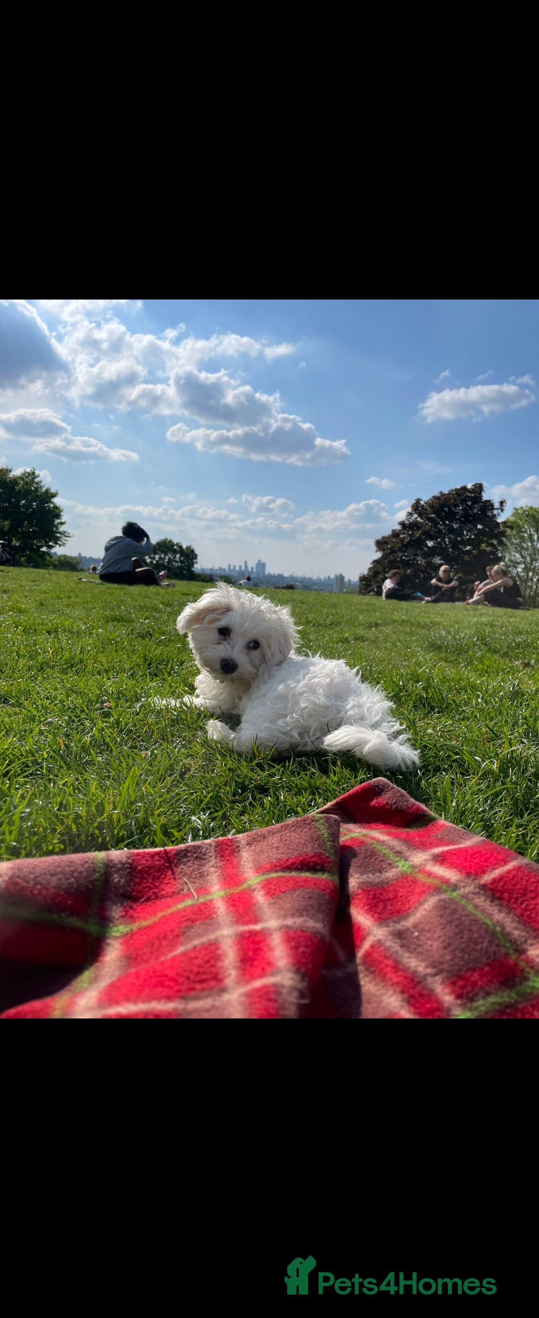 Bichon Frise dogs for stud: Mini Bichon Maltese mix - Image 3