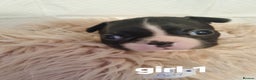 Boston Terrier dogs for sale: Boston Terrier Puppies  - Advert 19