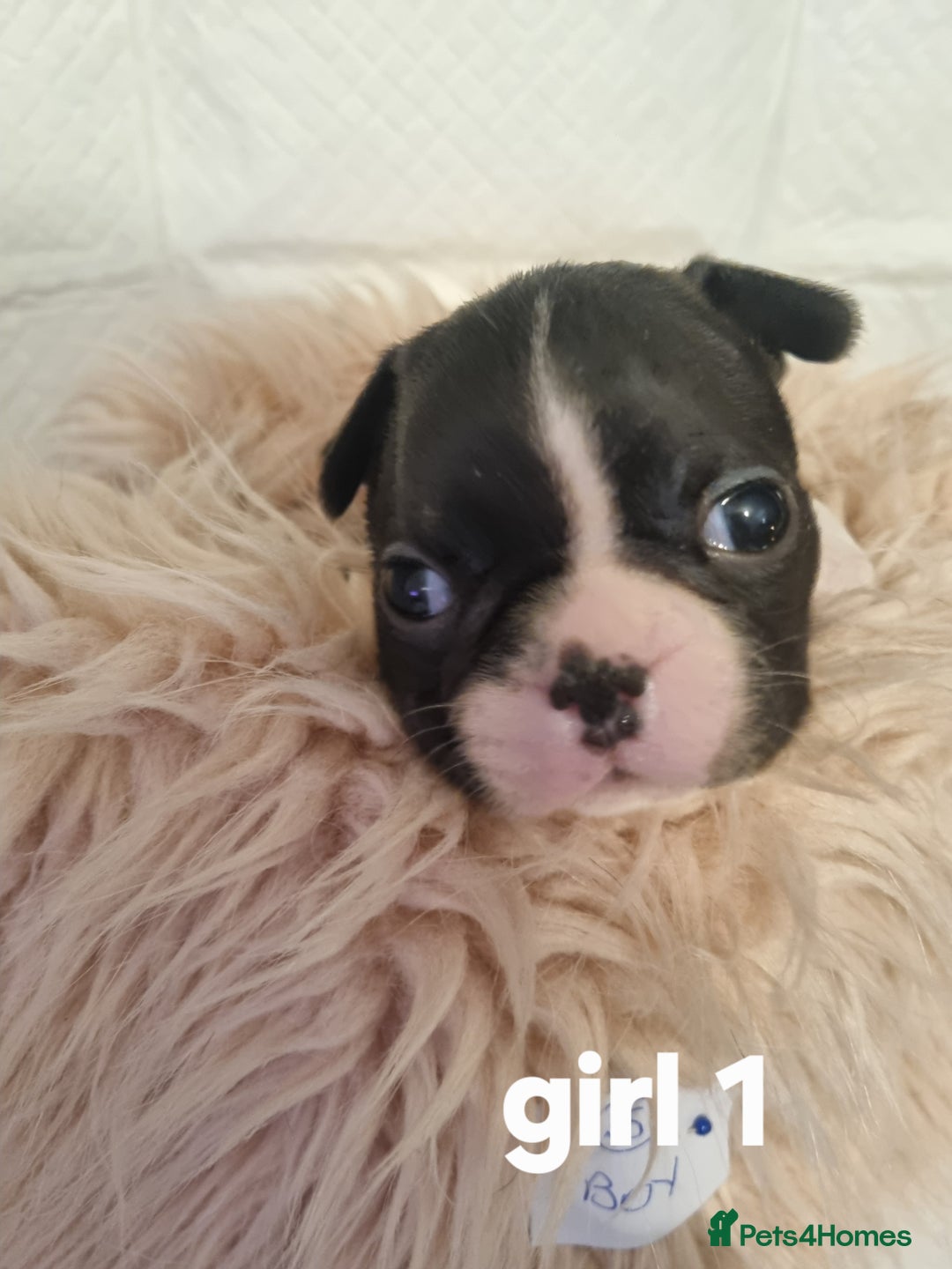 Boston Terrier dogs for sale: Boston Terrier Puppies  - Advert 19