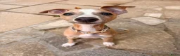 Whippet dogs for sale: Lenny  - Advert 10