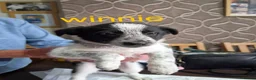 Border Collie dogs for sale: 2 female collies looking for their forever home - Advert 2