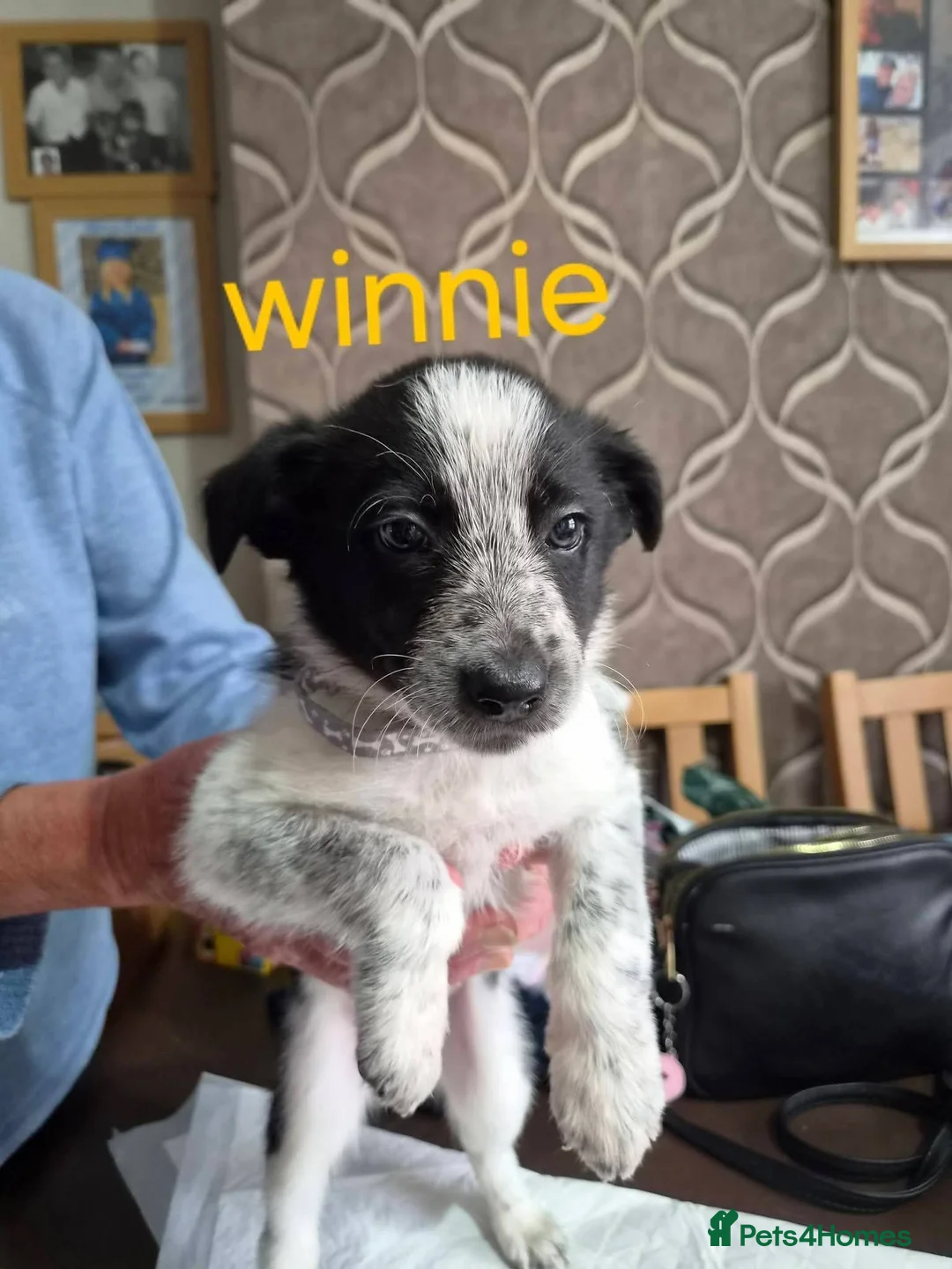 Border Collie dogs for sale: 2 female collies looking for their forever home - Advert 2