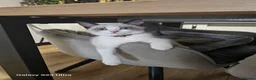 Ragdoll cats for sale: Friendly and playfull Ragdoll x  - Advert 5