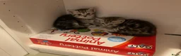 British Shorthair cats for sale: British shorthair tabby chinchilla cross kitens  in Bicester - Advert 5
